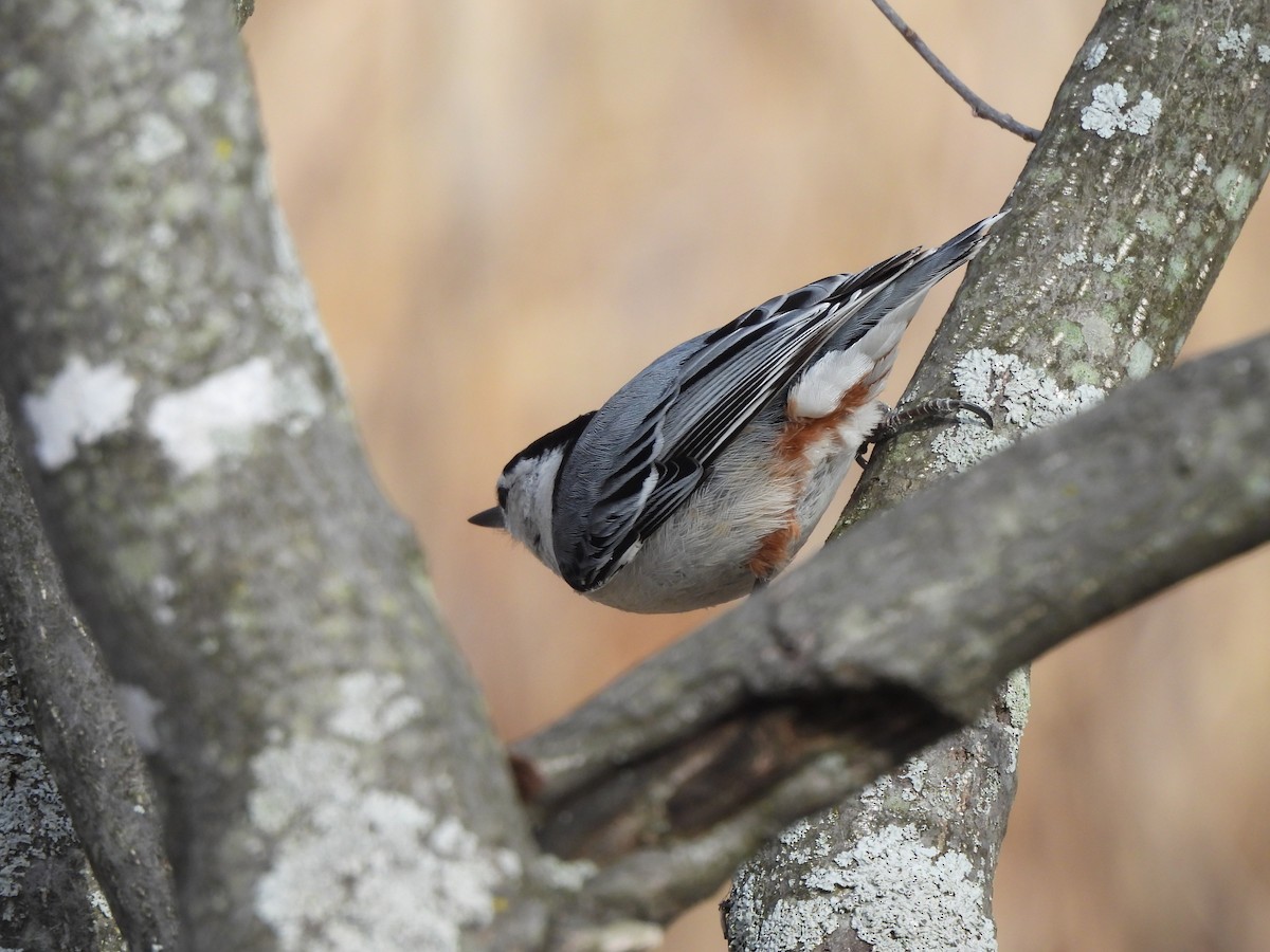 White-breasted Nuthatch - ML631939777