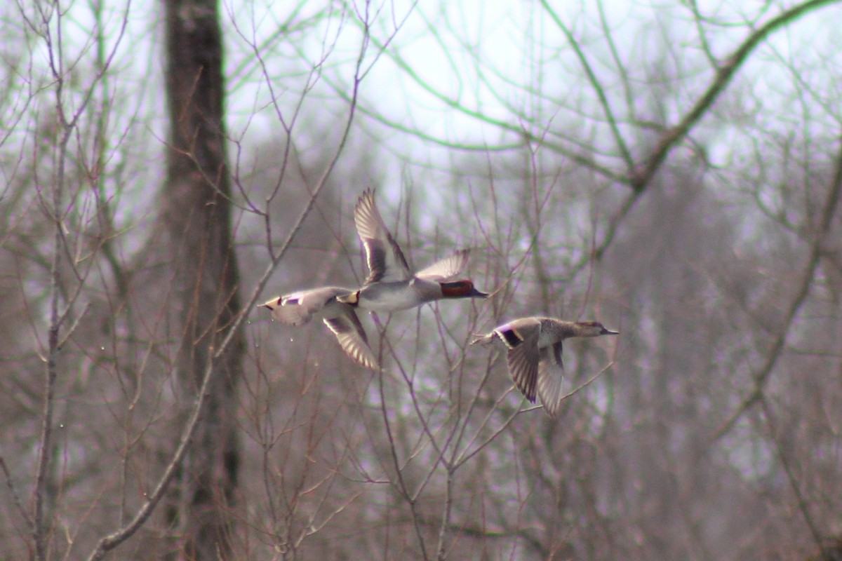 Green-winged Teal - ML631939778