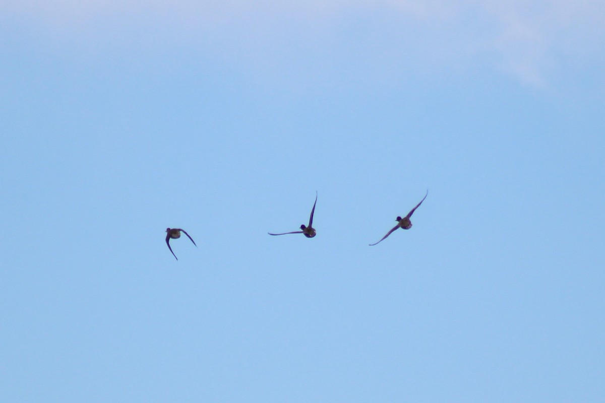 Green-winged Teal - ML631939780