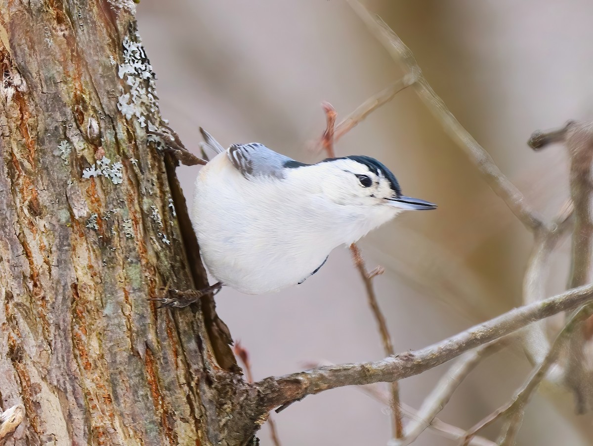 White-breasted Nuthatch - ML631939921