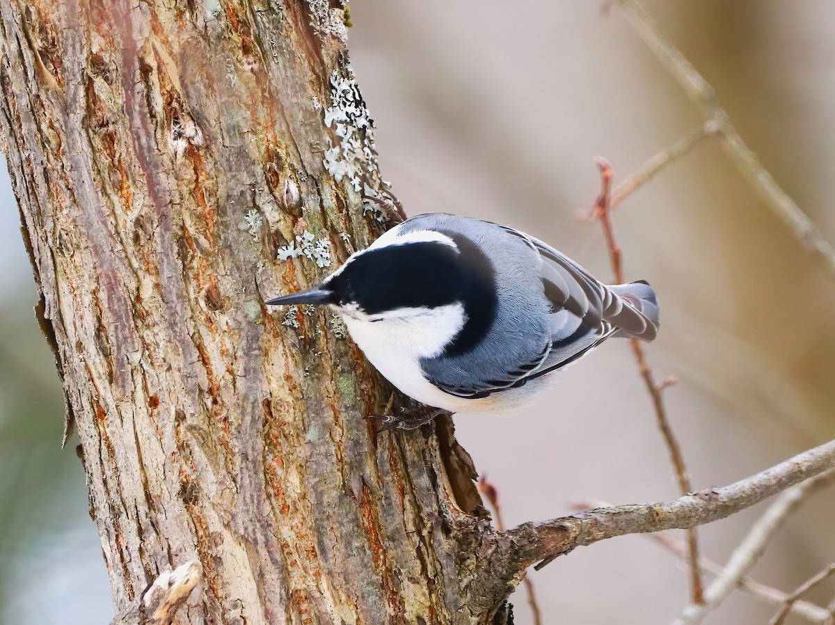 White-breasted Nuthatch - ML631939922