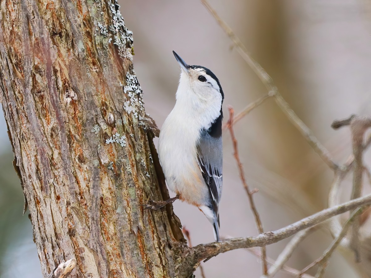 White-breasted Nuthatch - ML631939923