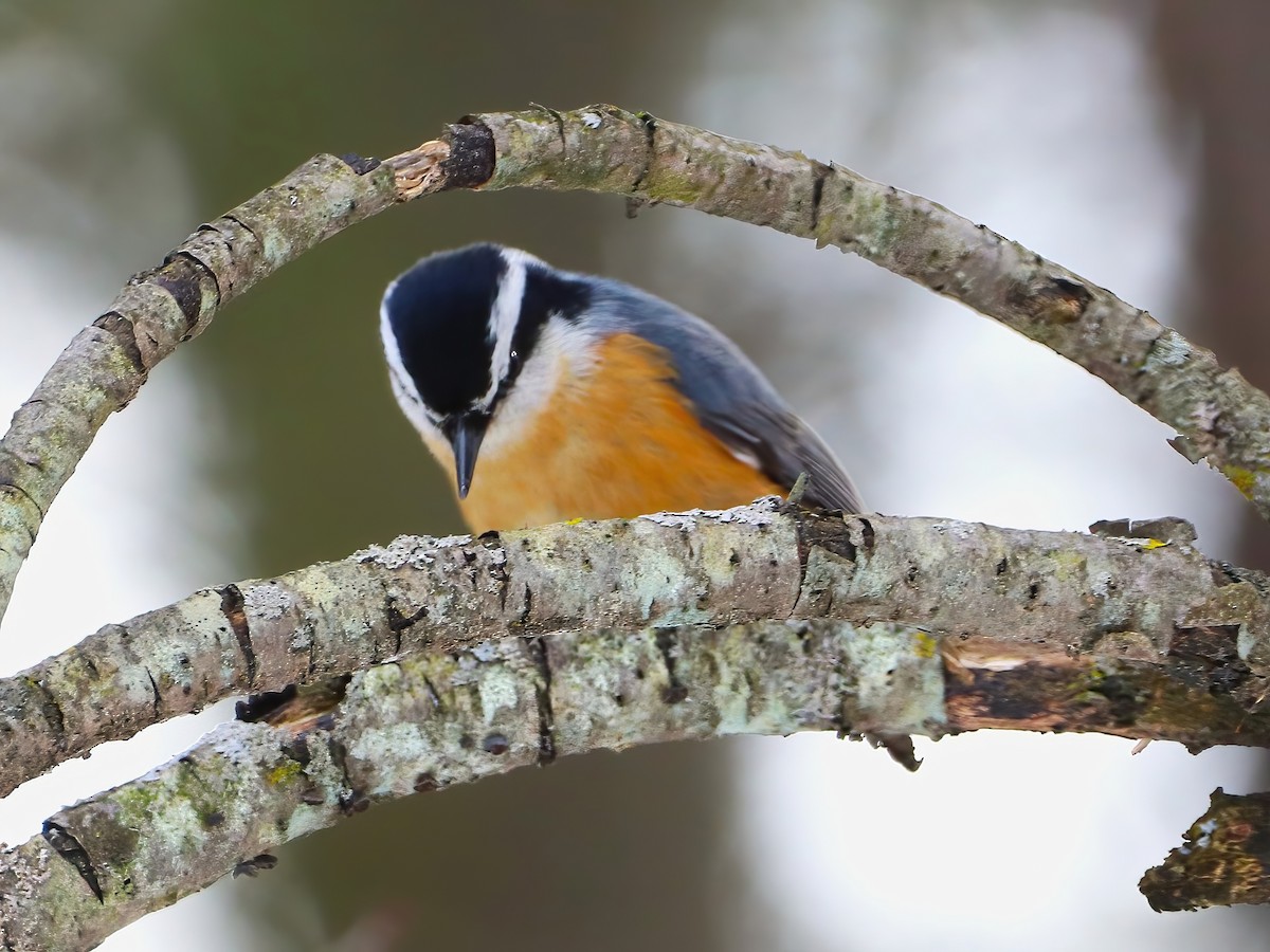 Red-breasted Nuthatch - ML631939959