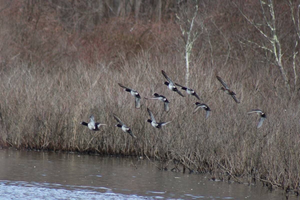 Ring-necked Duck - ML631939969