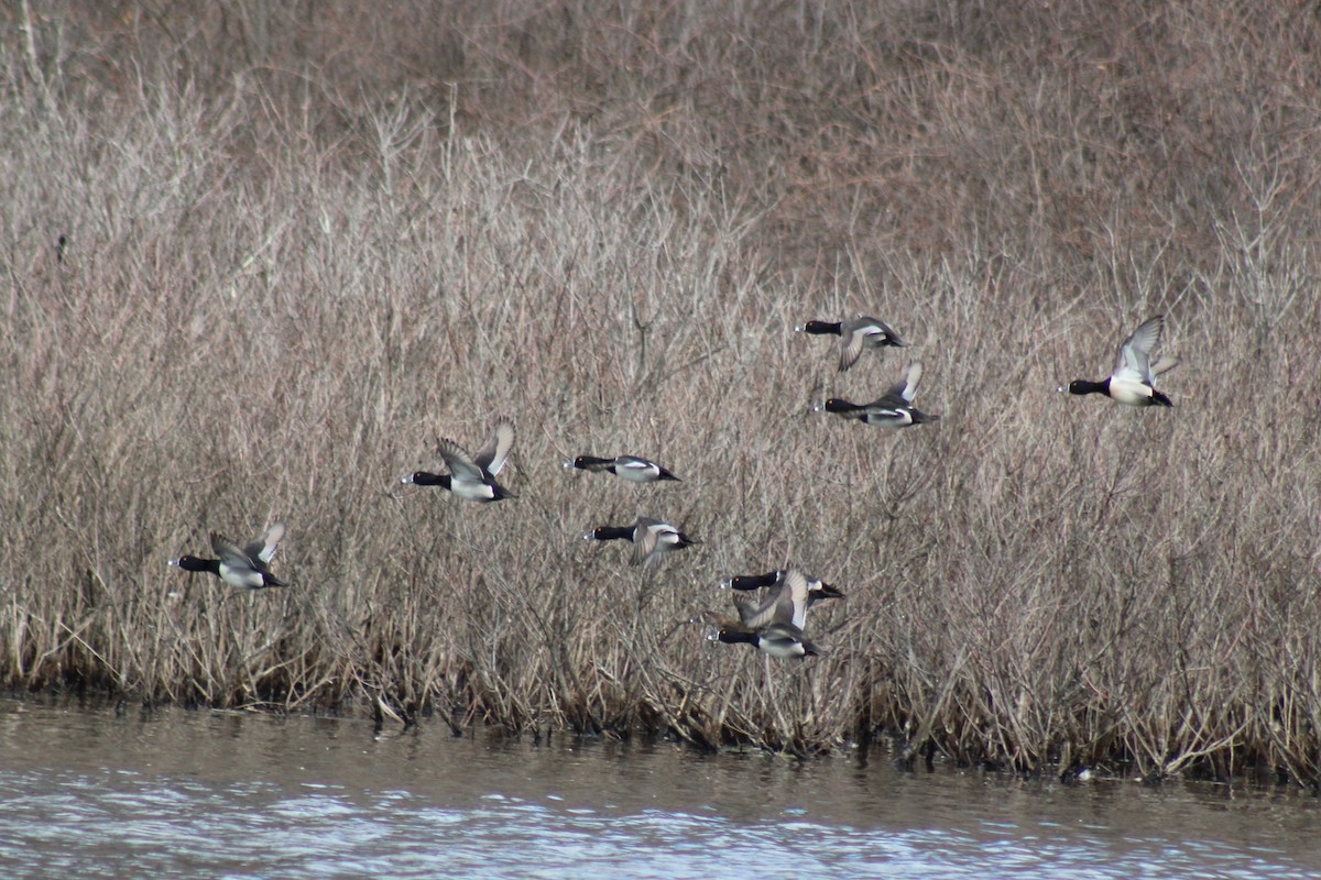 Ring-necked Duck - ML631939971