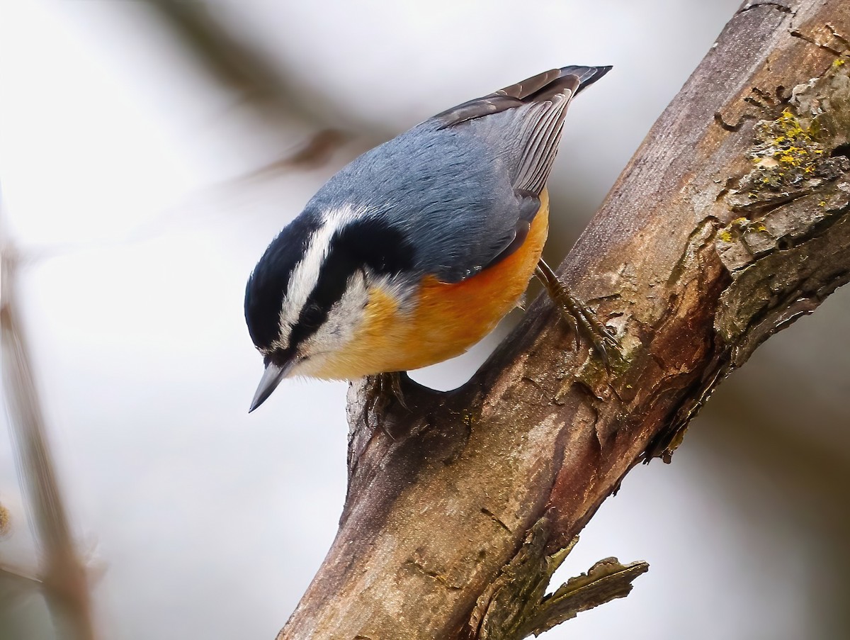 Red-breasted Nuthatch - ML631940031