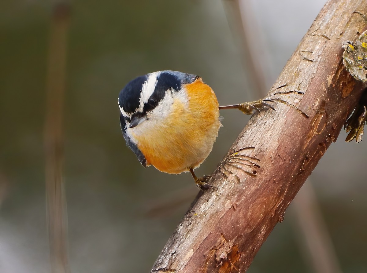 Red-breasted Nuthatch - ML631940032