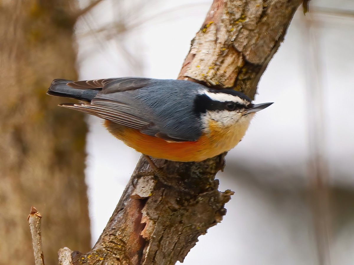 Red-breasted Nuthatch - ML631940034
