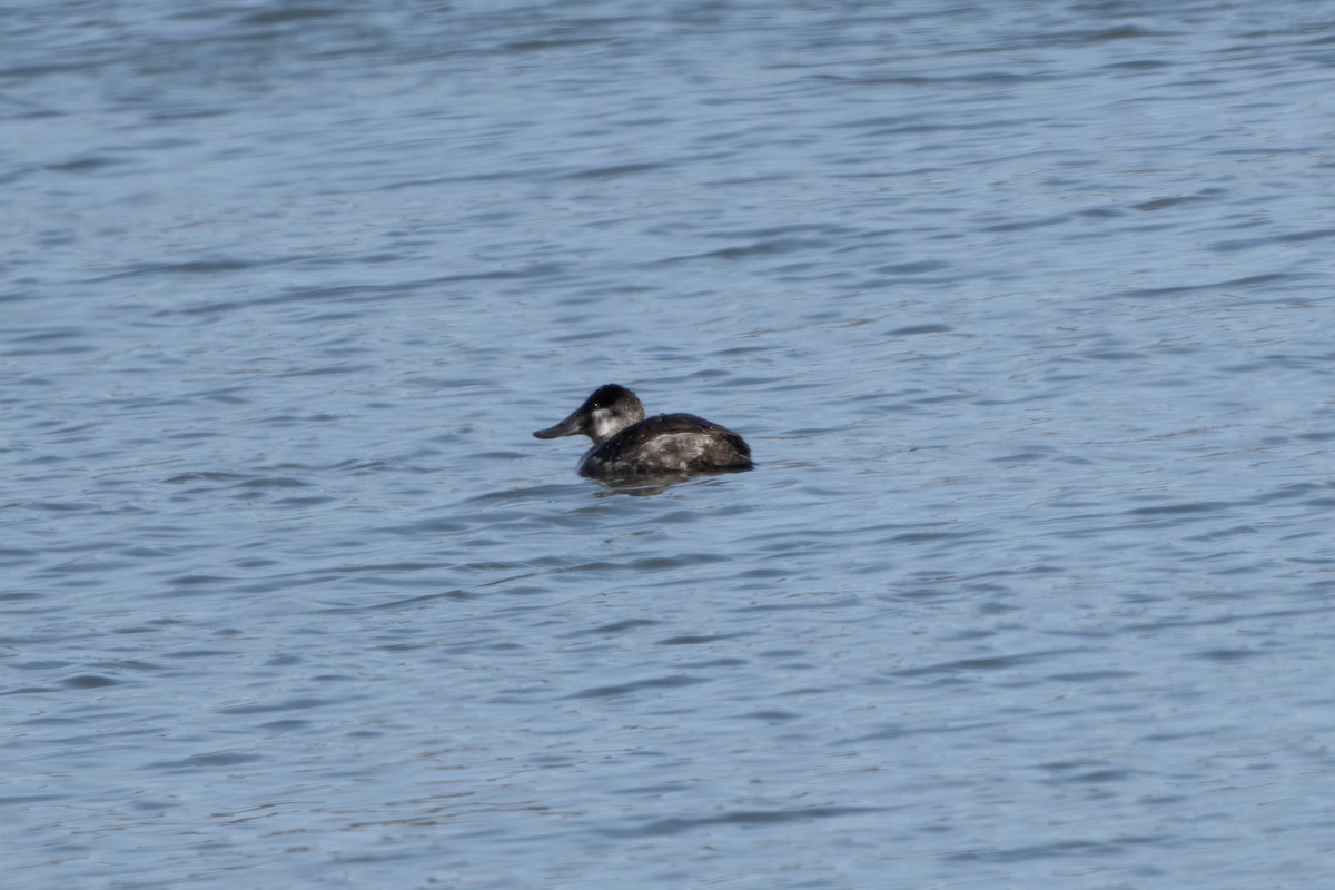 Ruddy Duck - ML631940095