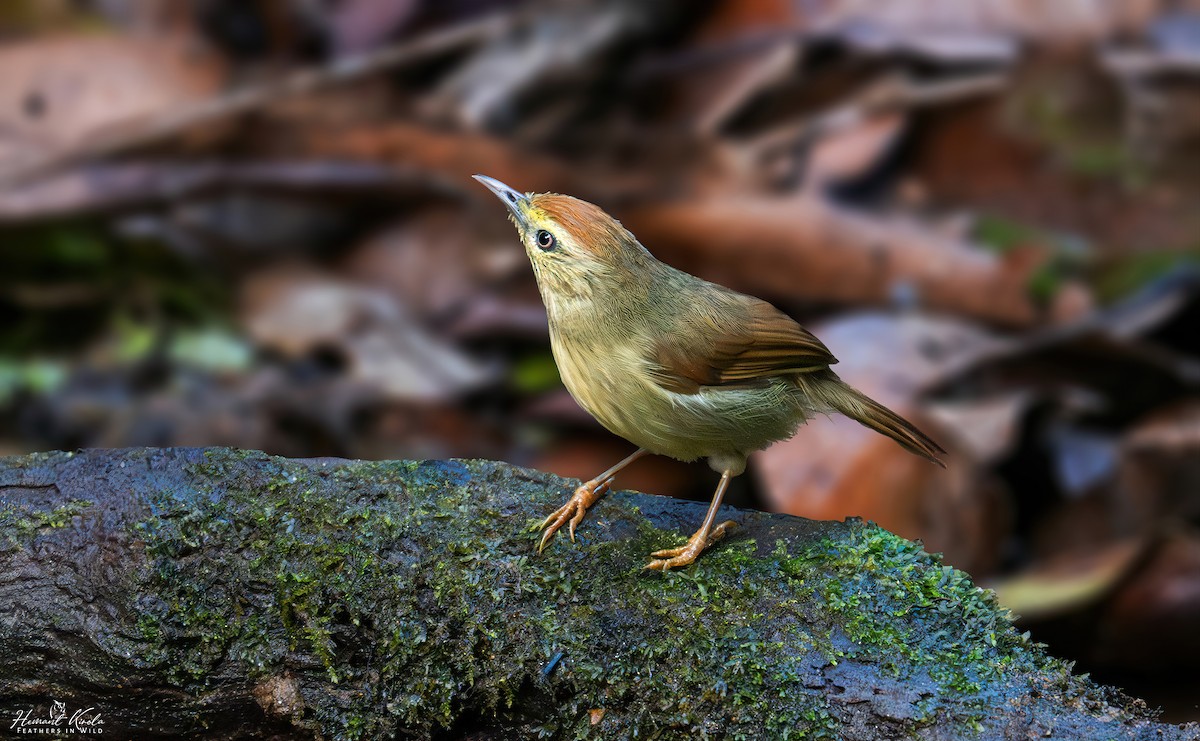 Pin-striped Tit-Babbler - ML631940150