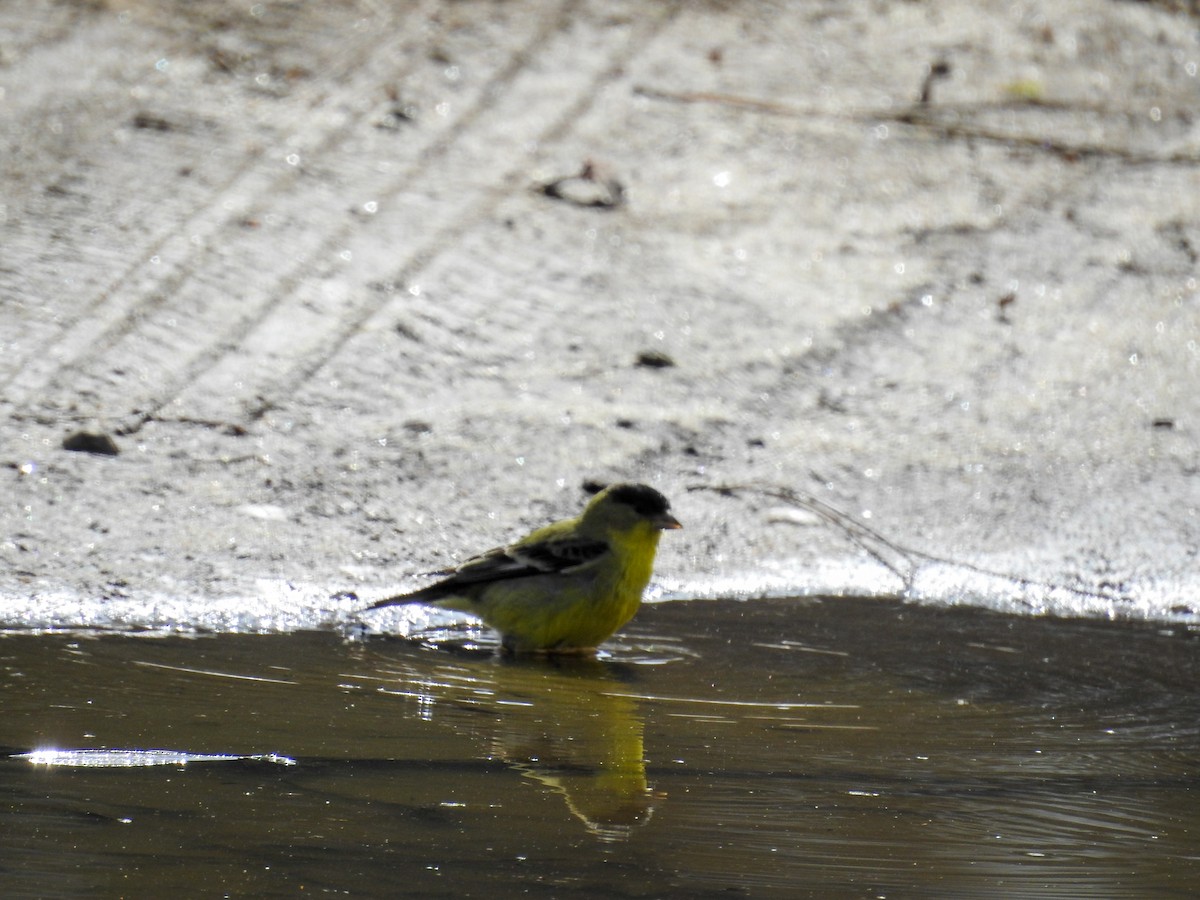 Lesser Goldfinch - ML631940153