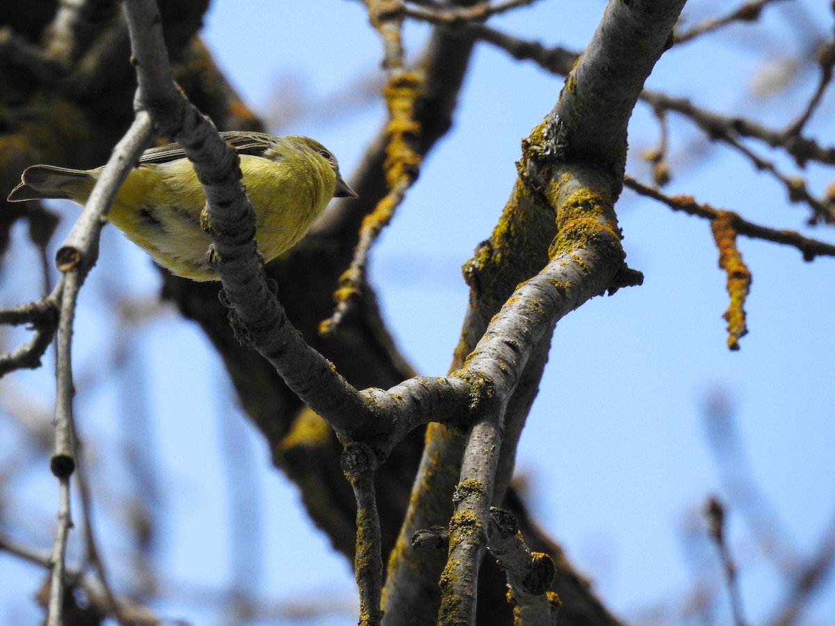 Lesser Goldfinch - ML631940154