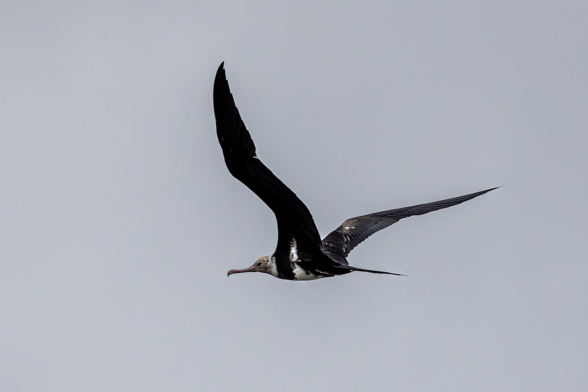 Lesser Frigatebird - ML631940242