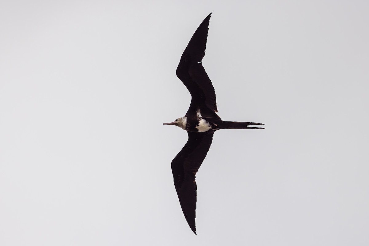 Lesser Frigatebird - ML631940243