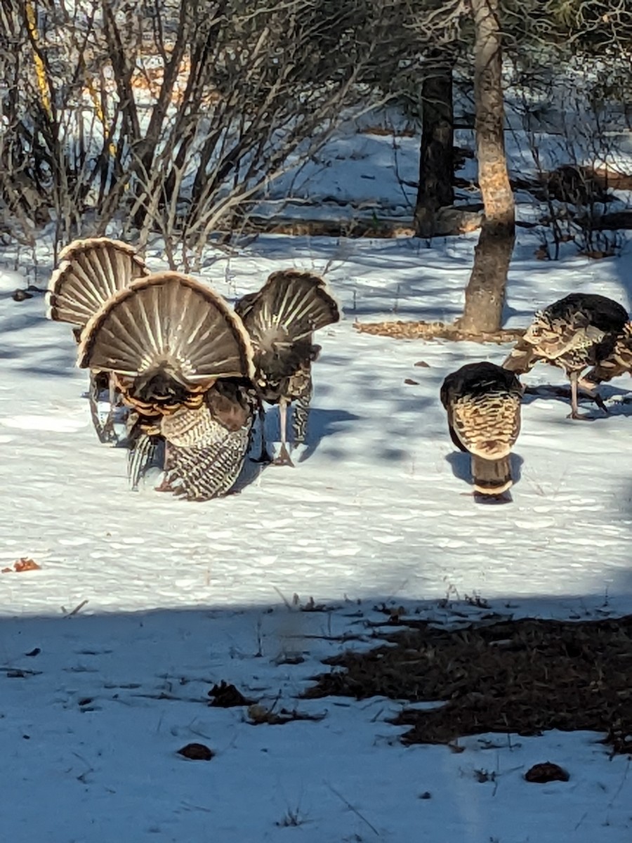 Wild Turkey - ML631940253