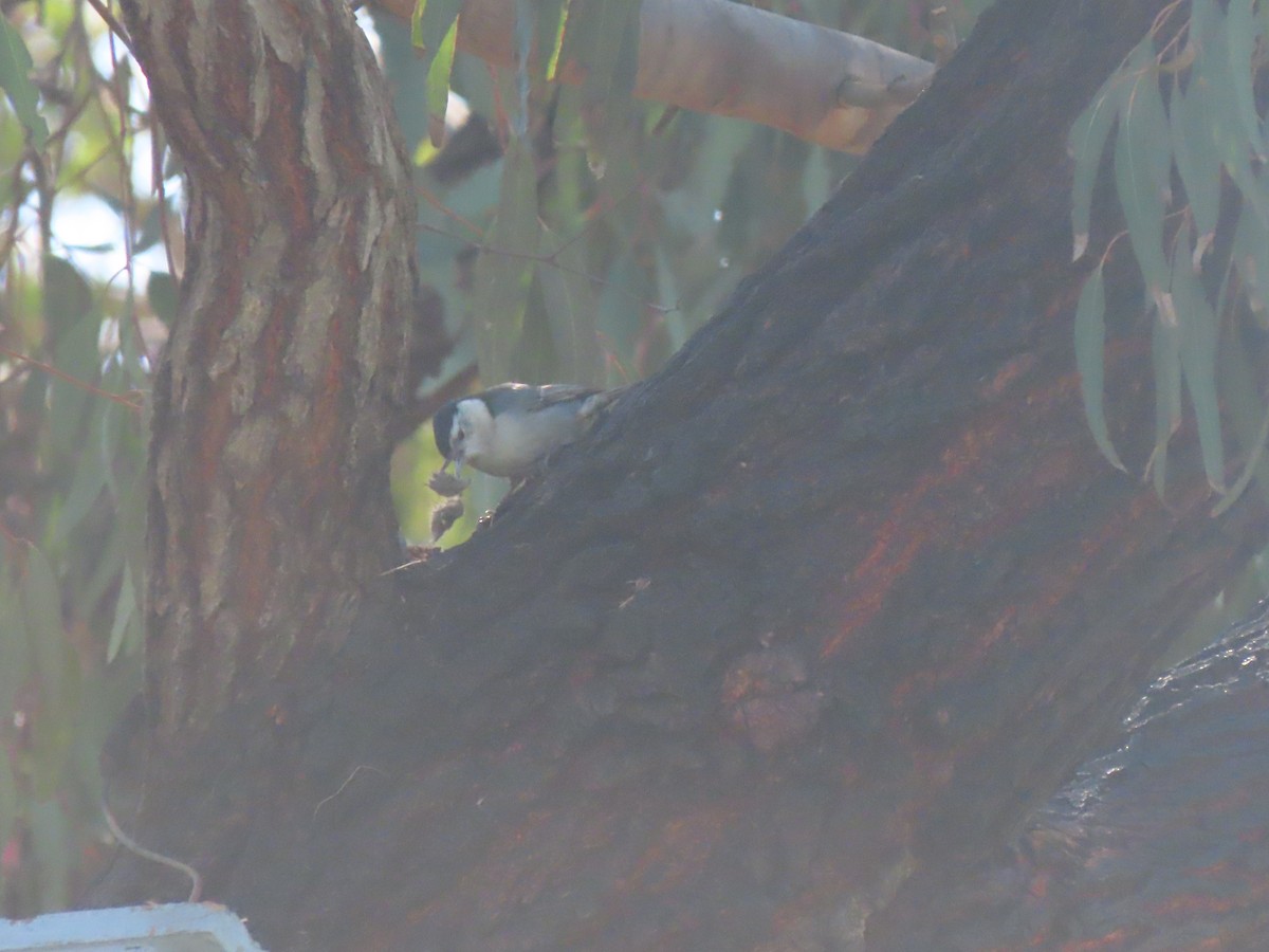 White-breasted Nuthatch - ML631940367