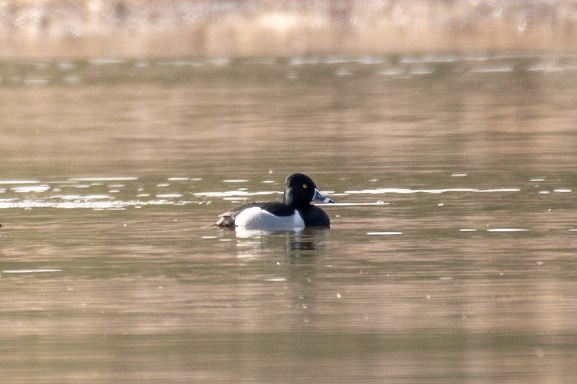 Ring-necked Duck - ML631940386