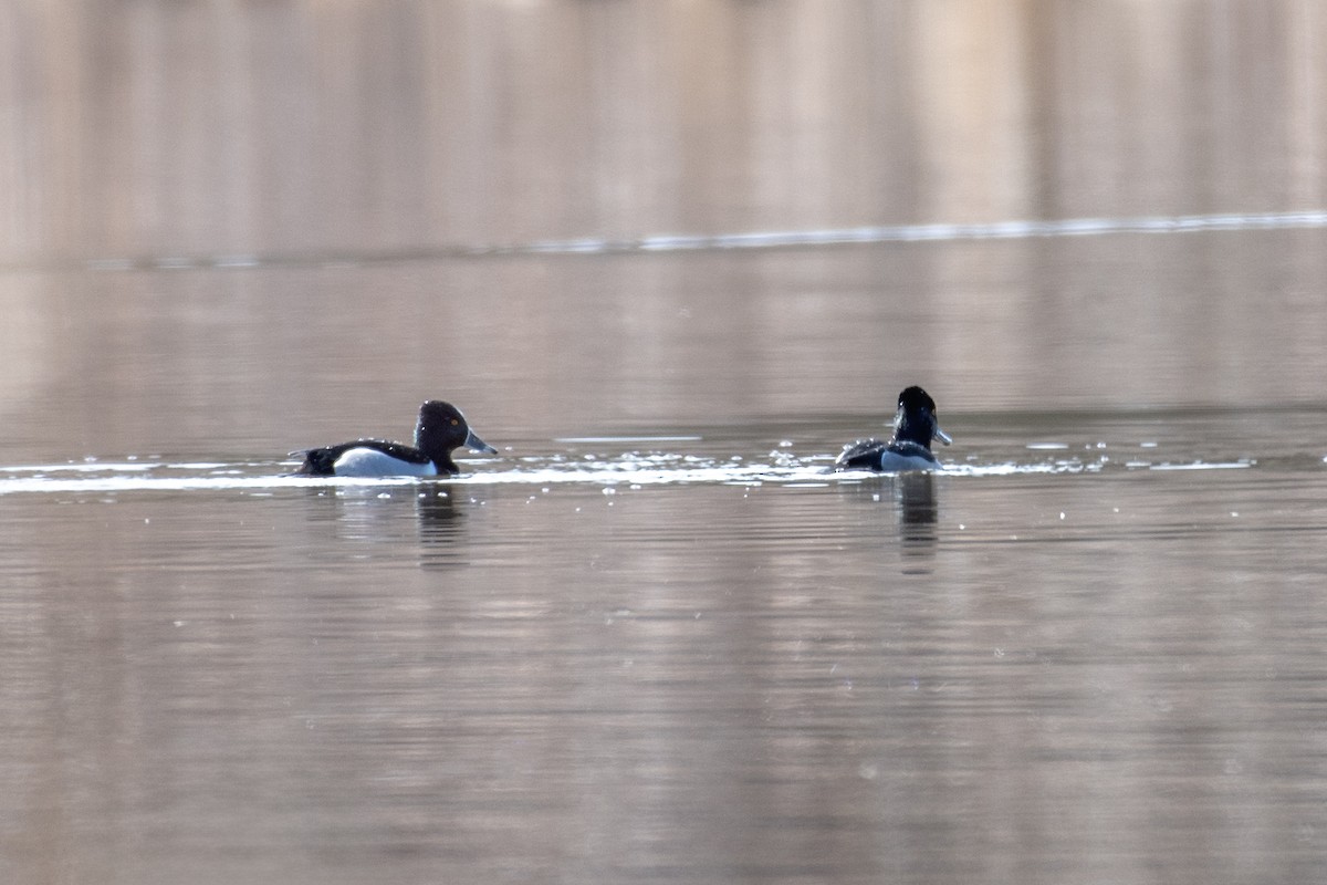 Ring-necked Duck - ML631940387