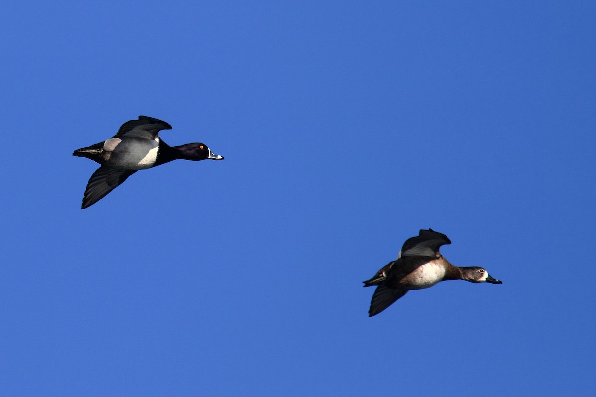 Ring-necked Duck - ML631940492