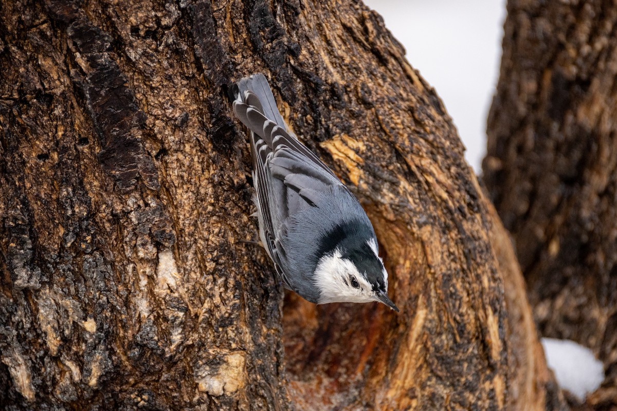 White-breasted Nuthatch - ML631940598