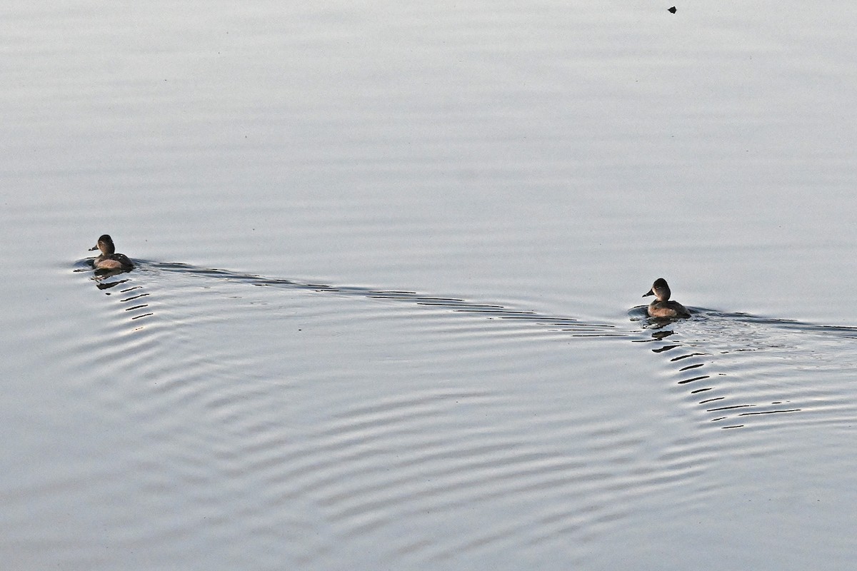 Ring-necked Duck - ML631940635