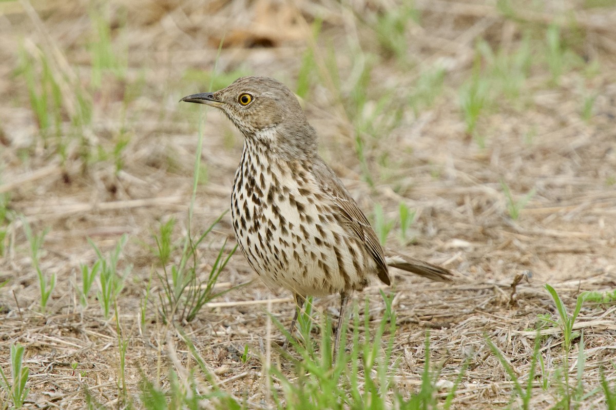 drozdec horský - ML631940830