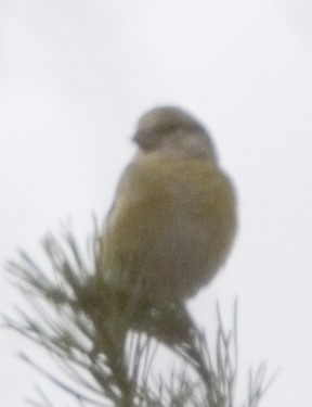 Red Crossbill - ML631940911