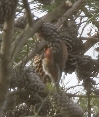 Red Crossbill - ML631940912