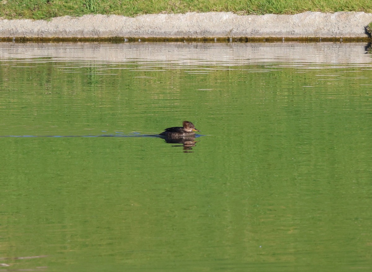 Hooded Merganser - ML631940924