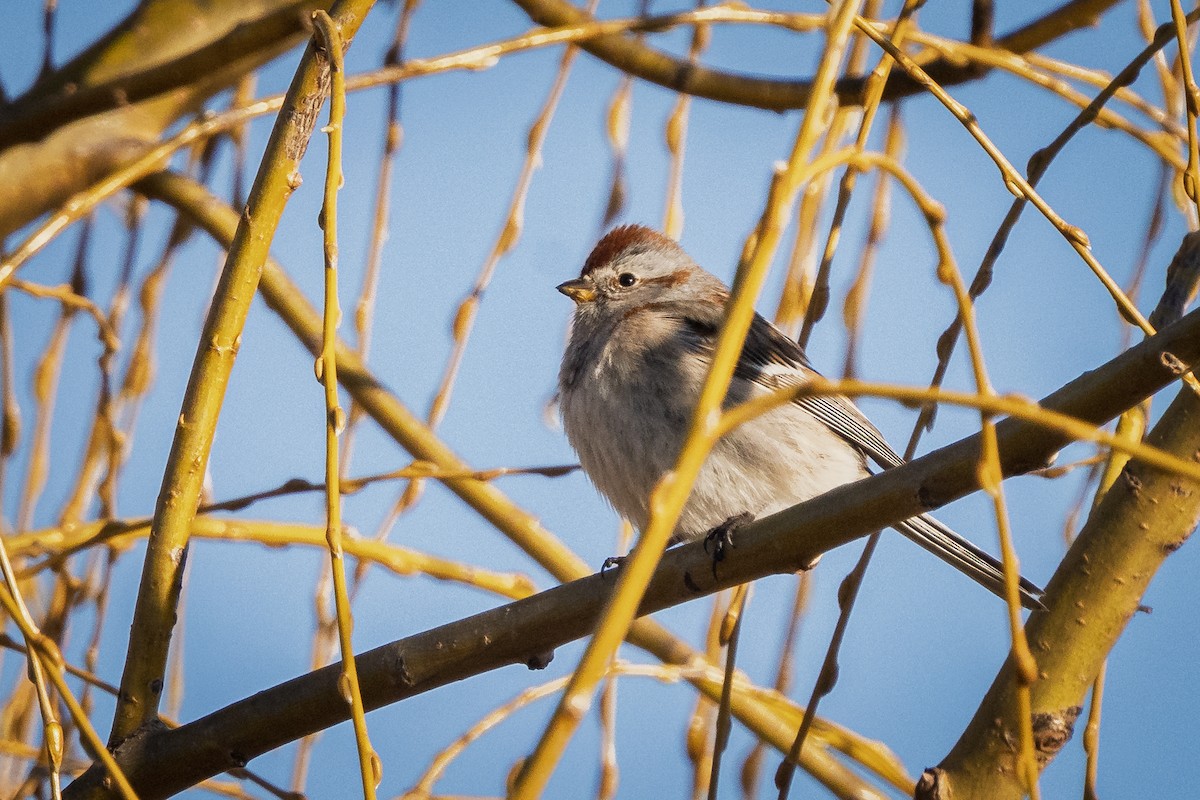 American Tree Sparrow - ML631940986