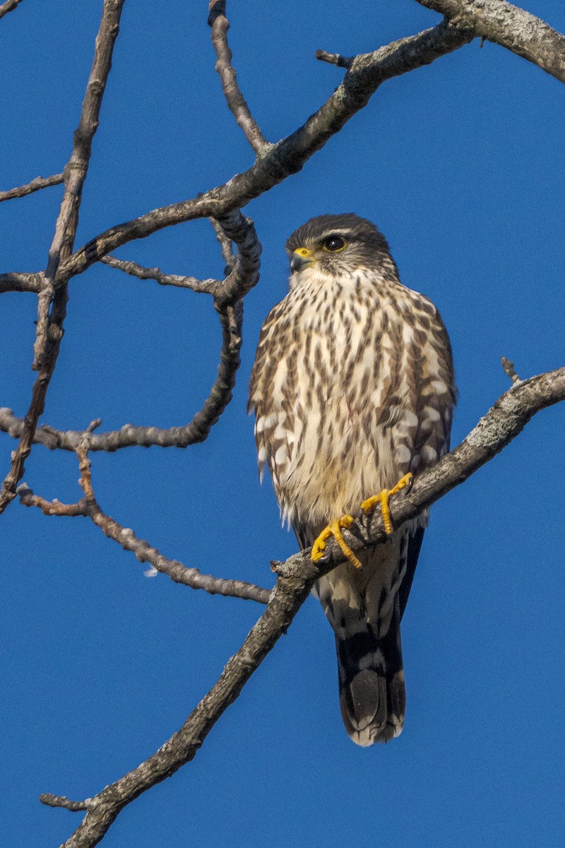 Merlin - ML631940999