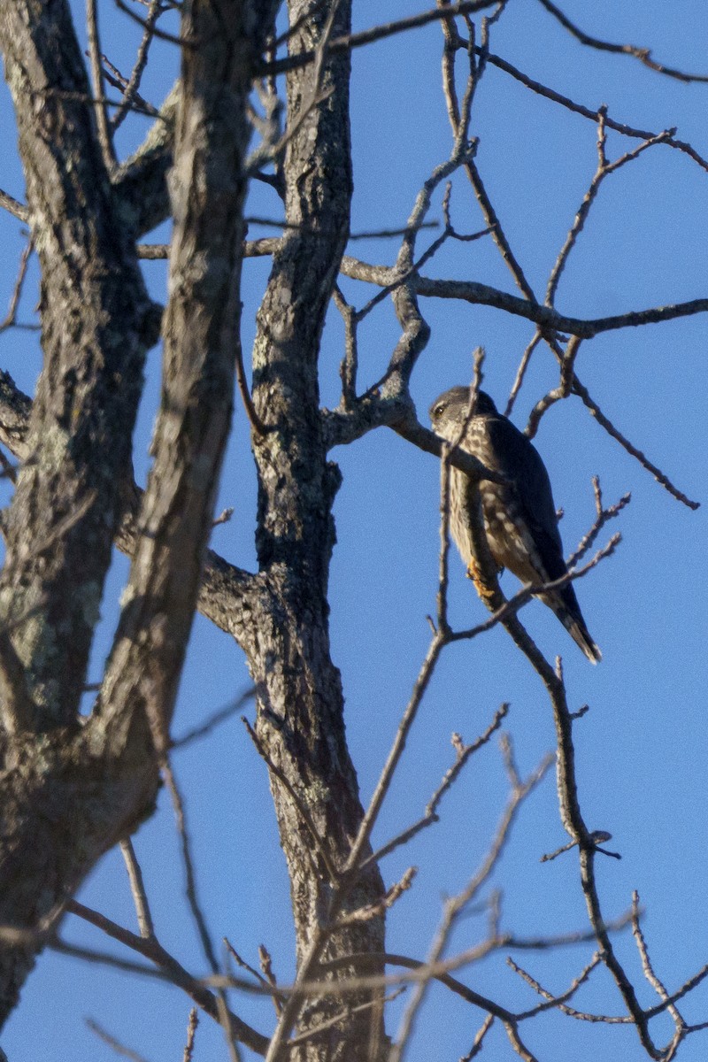 Merlin - ML631941001