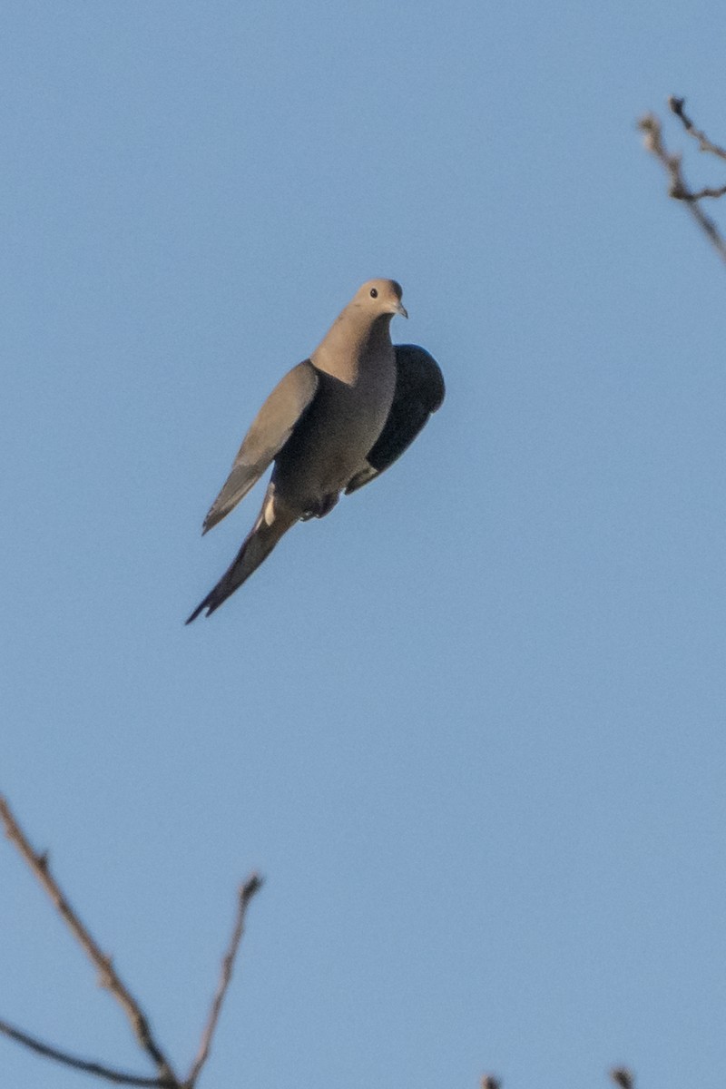 Mourning Dove - ML631941038