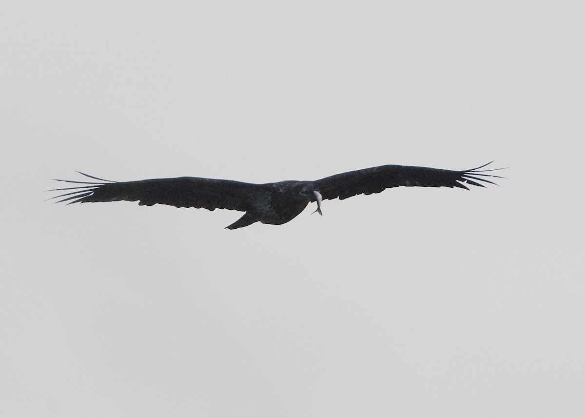 Bald Eagle - ML631941068