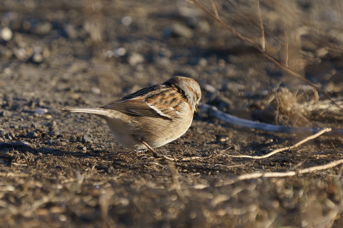 American Tree Sparrow - ML631941072