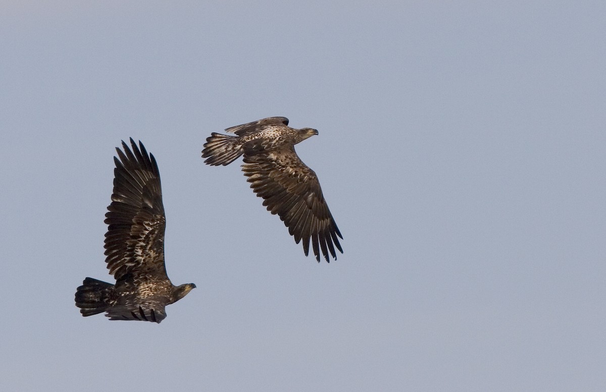 Bald Eagle - ML631941074