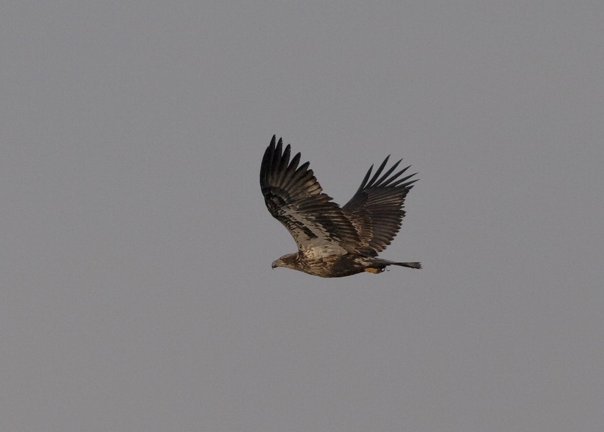 Bald Eagle - ML631941076