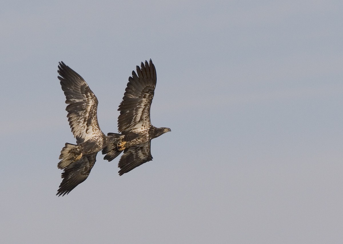 Bald Eagle - ML631941077