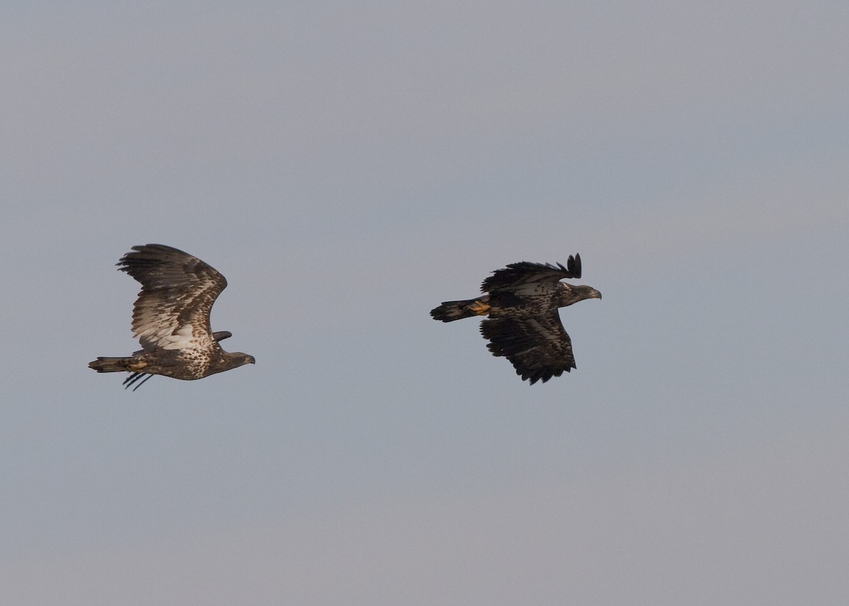 Bald Eagle - ML631941078