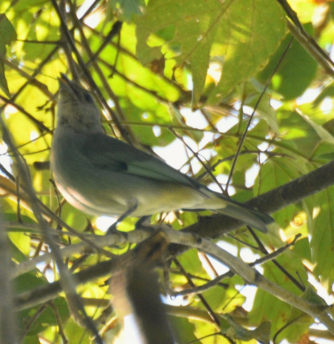 Glaucous Tanager - ML631941089
