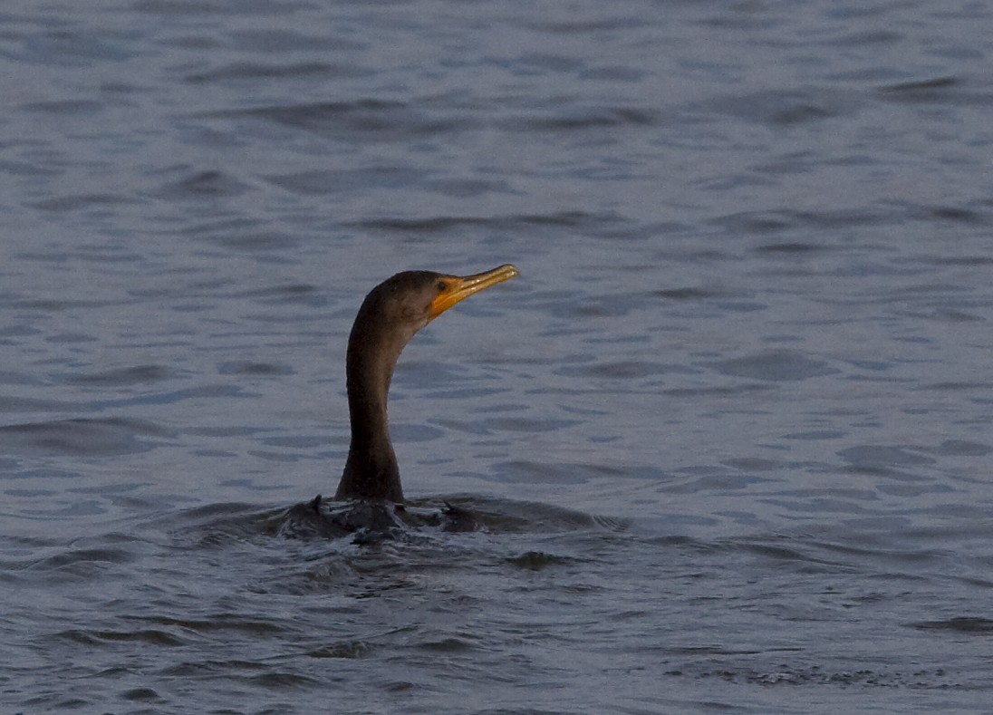 Double-crested Cormorant - ML631941113