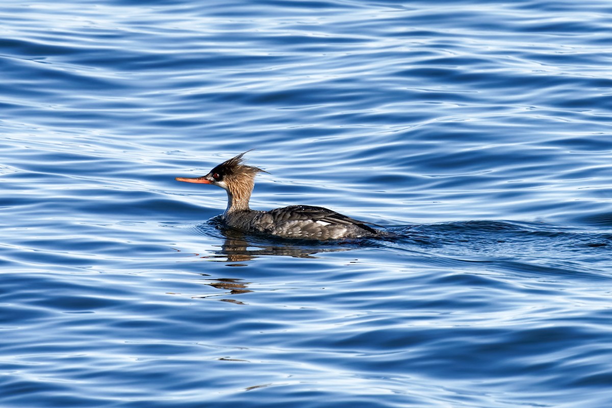 Red-breasted Merganser - ML631941158