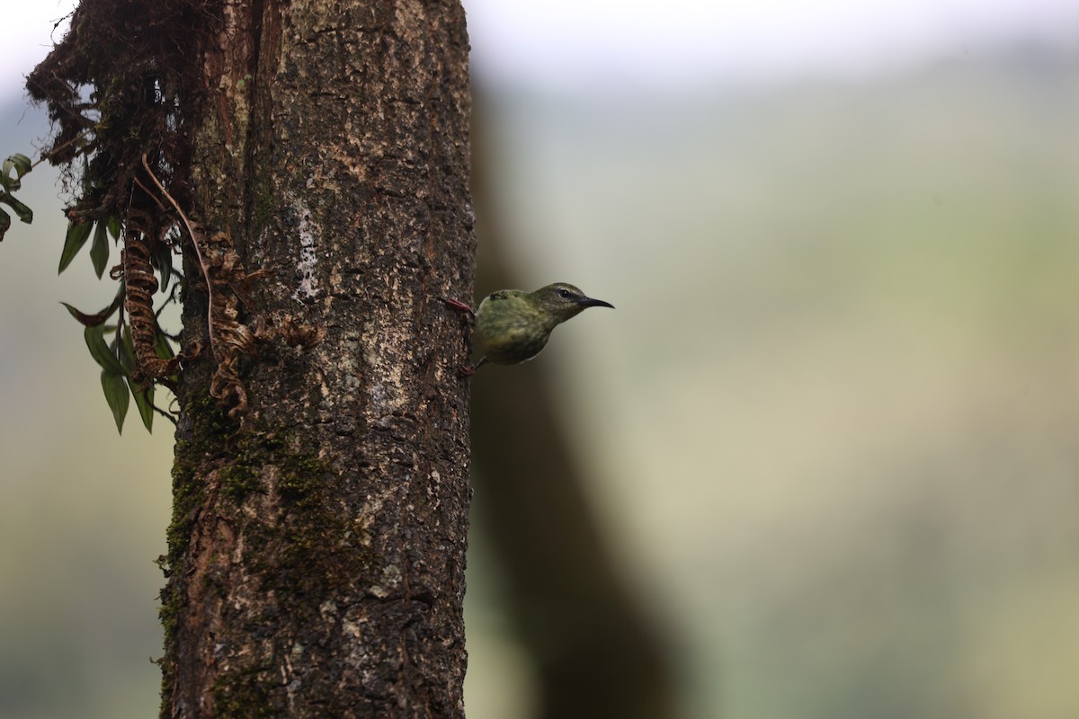 Red-legged Honeycreeper - ML631941172