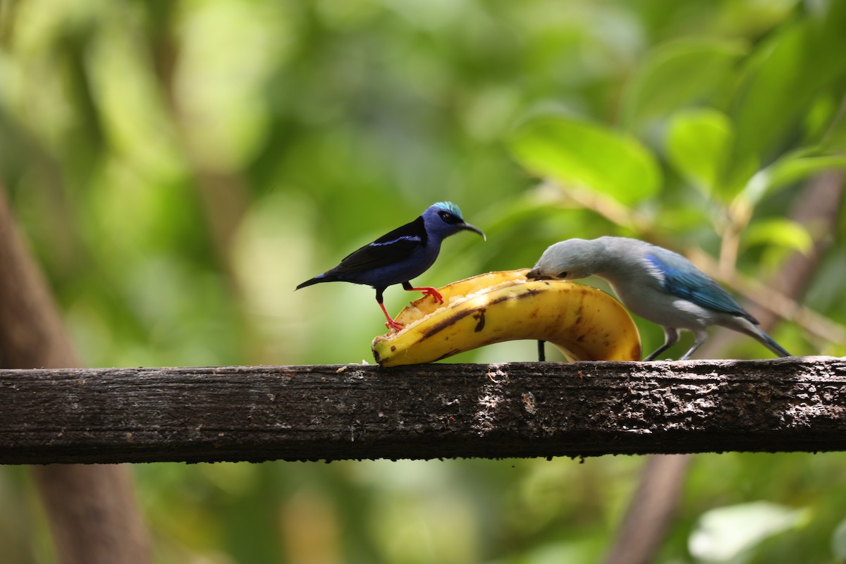 Red-legged Honeycreeper - ML631941173