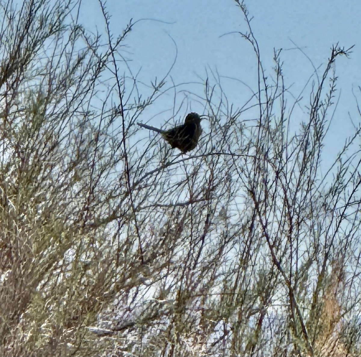 California Thrasher - ML631941194