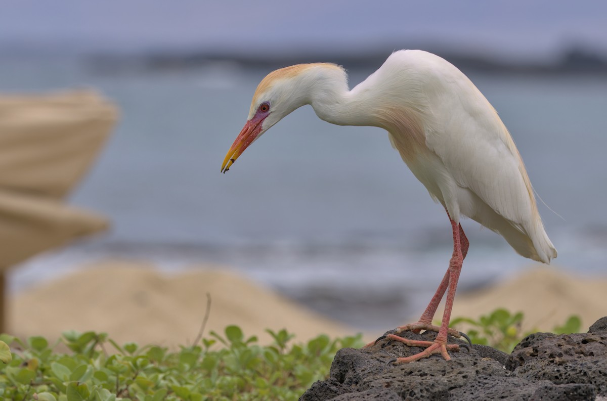 Western Cattle-Egret - ML631941211