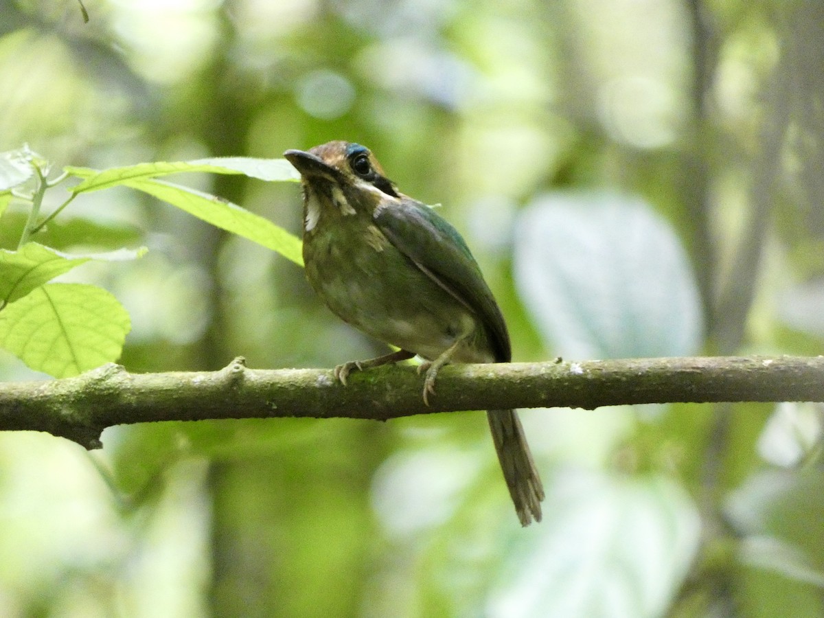 Tody Motmot - ML631941248