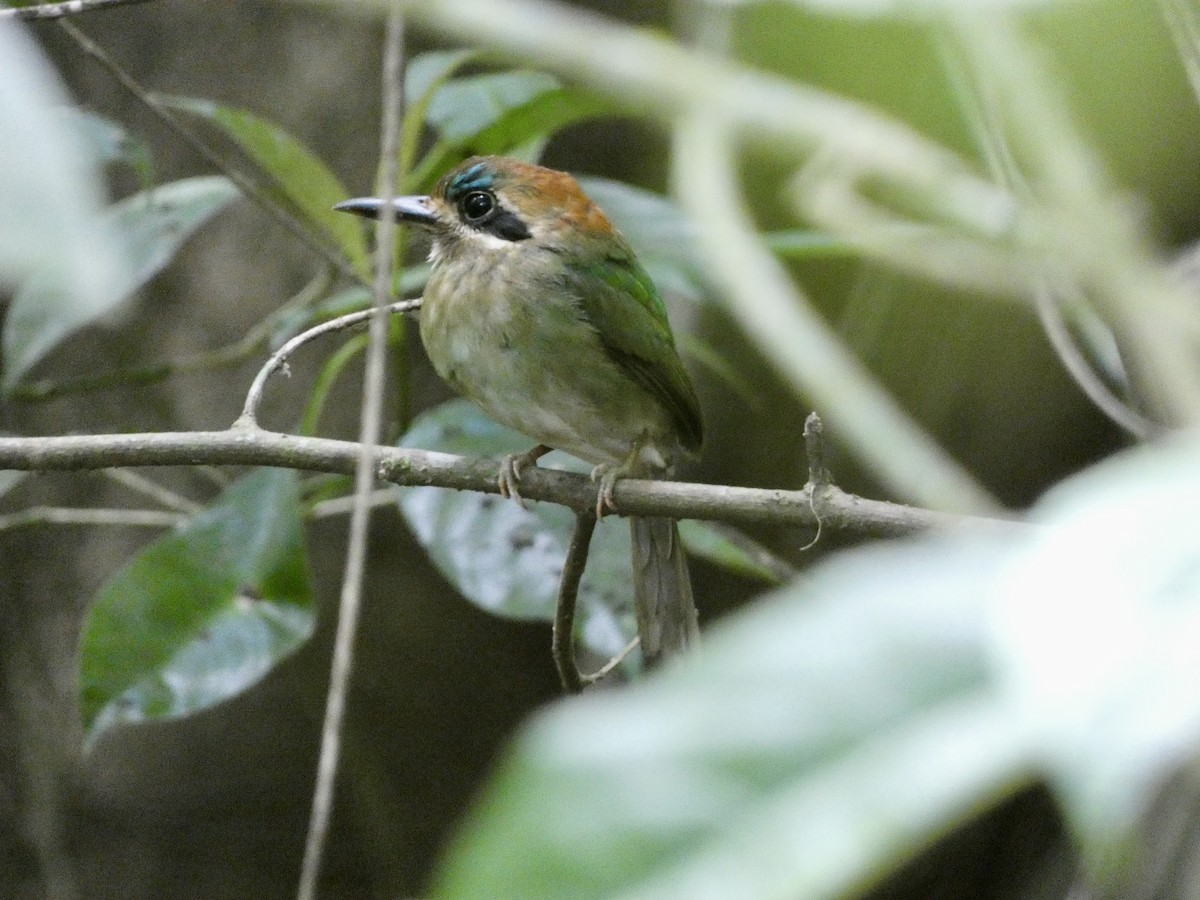 Tody Motmot - ML631941249