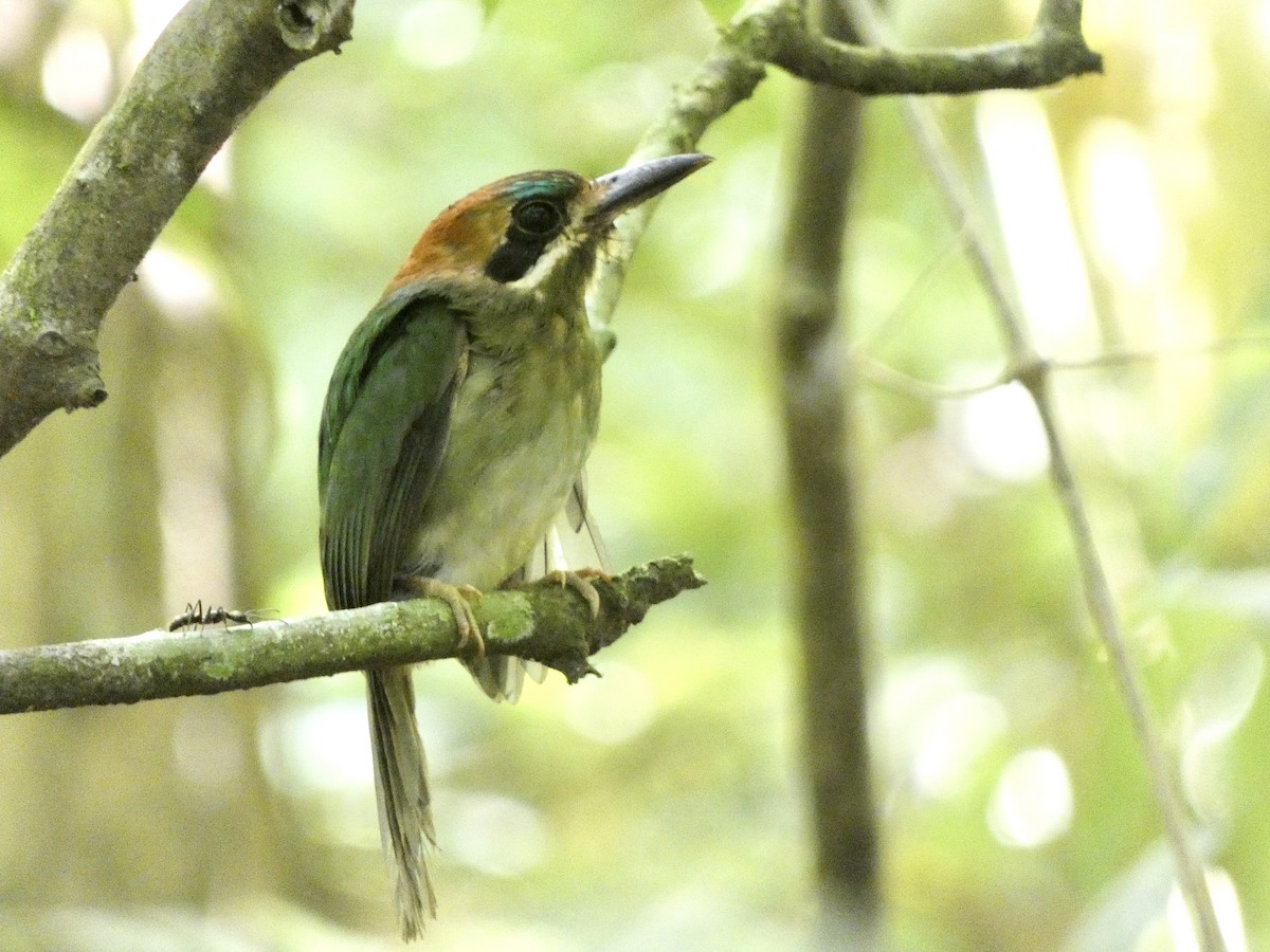 Tody Motmot - ML631941251