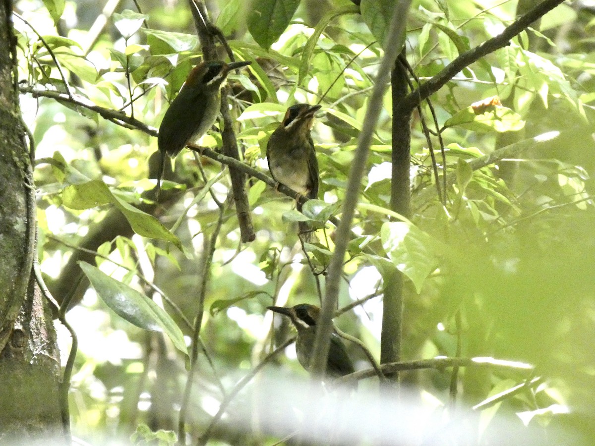 Tody Motmot - ML631941253